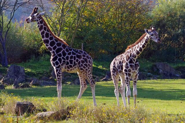 Dies sind noch sehr junge Giraffen.