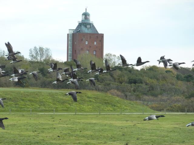 Der Turm eignet sich auch gut als malerische Kulisse, in diesem Fall für die Gänse.