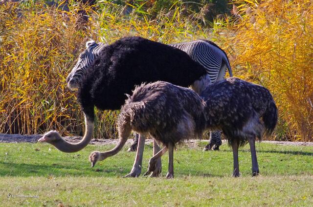 Immer auf Nahrungssuche.
