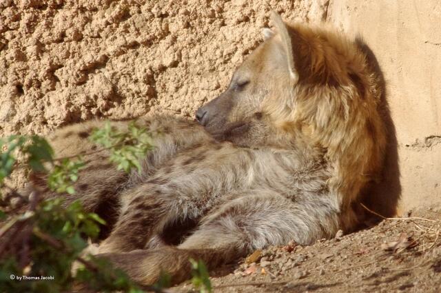 Manche auch sehr müüüüde. :-))
