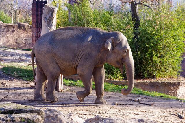 Die Riesen im Leipziger Zoo.