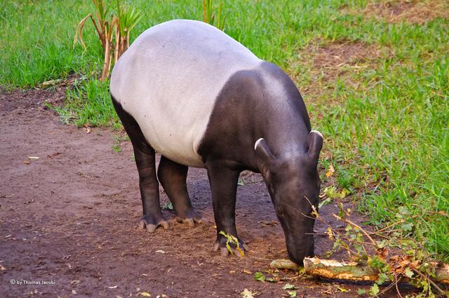 Noch einmal der Tapir.