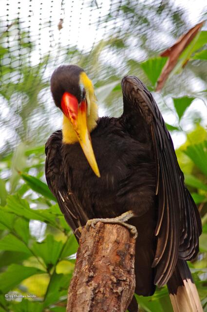 Runzelhornvogel. So komisch sein Name, so...