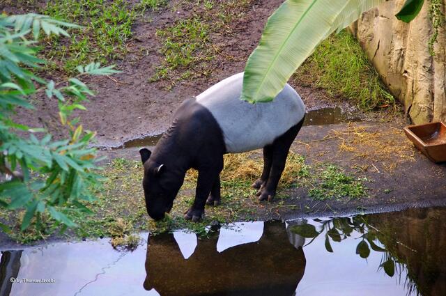 Ein Tapir...