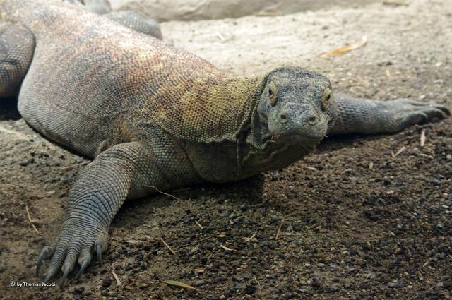 Man, bin ich breit. Müsste der Komodowaran sein.