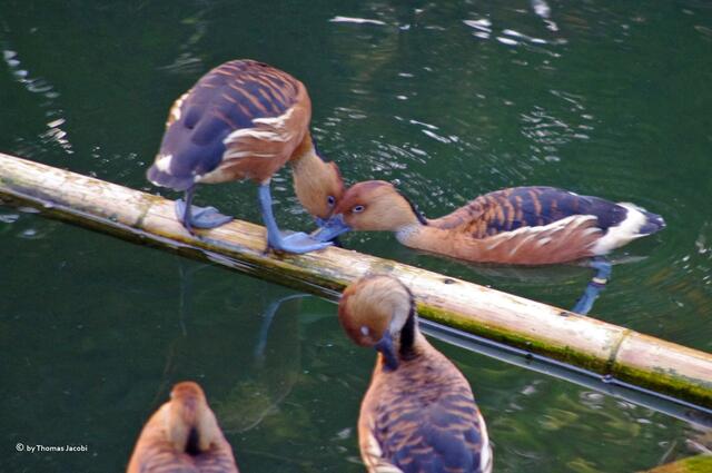Hier fällt mir einfach nicht mehr ein, was das für Enten waren.