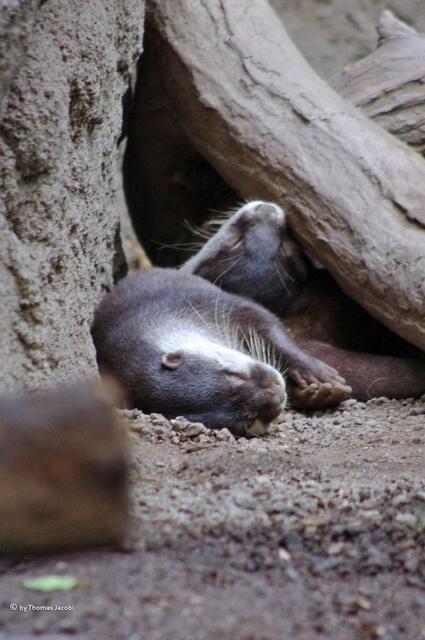 Riesenotter, die da pennen.