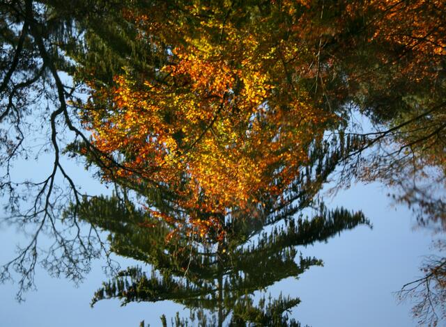 "Herbst" im kleinen Teich an der Wandelhalle