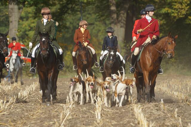 Die Foxhounds waren die Lieblinge des Publikums