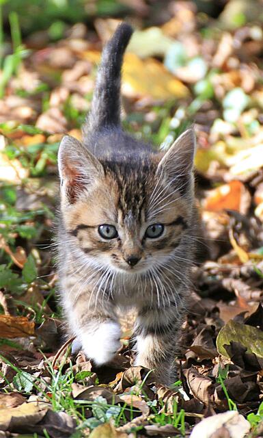 und das ist Coco Chanel