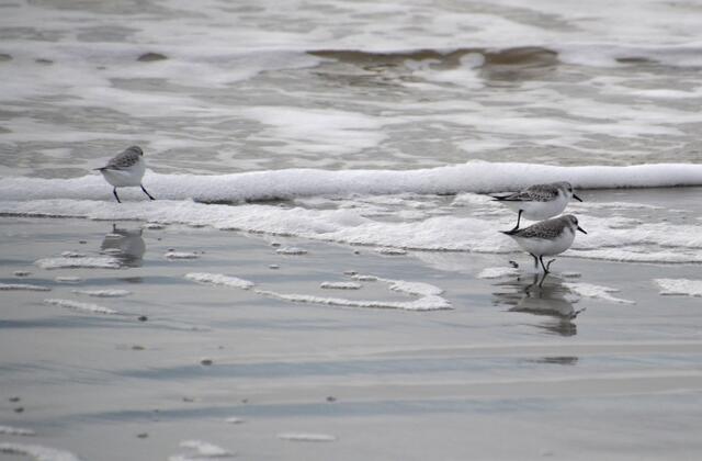 "Huch, ist das kalt!" Sanderlinge am Strand von St. Peter-Ording (Foto: Katja Woidtke)