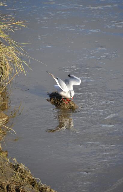 Aufmerksam hält sie Ausschau... (Foto: Katja Woidtke)