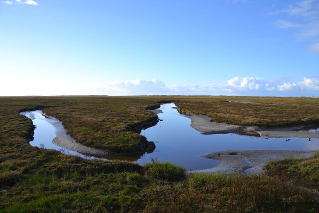 Salzwiesen bilden einen Übergang zwischen Land und Meer und sind ein idealer Lebensraum für unzählige Vögel. (Foto: Katja Woidtke)