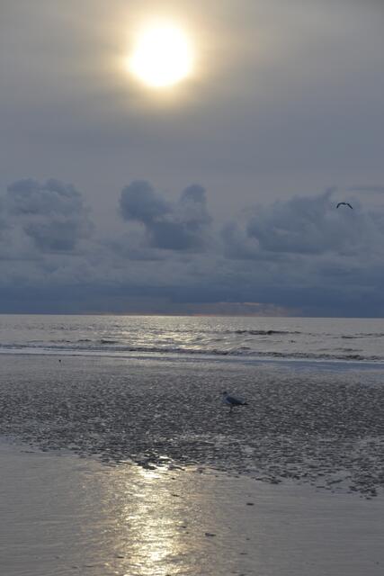 Stimmungsvoll - Möwe im Abendlicht (Foto: Katja Woidtke)