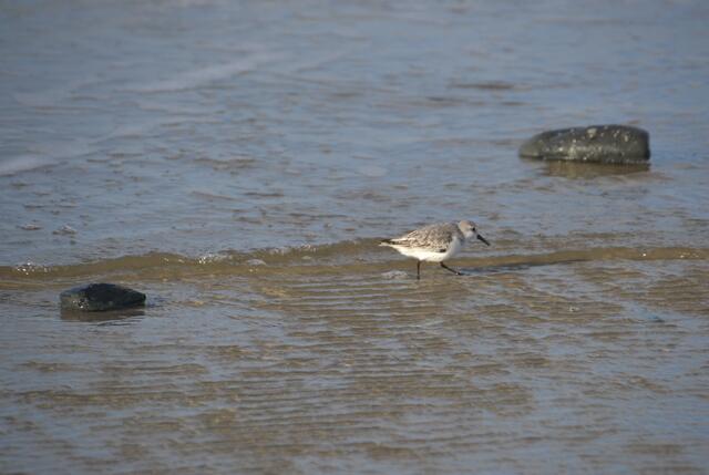 Der Sanderling gehört zur Gattung der Strandläufer und ist vor allem in den Wintermonaten an der Nordseeküste zu finden. (Foto: Katja Woidtke)