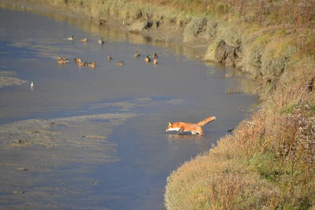 Ein Fuchs zeigt den Enten in den Salzwiesen die kalte Schulter und überquert den Priel auf hohen Beinen. (Foto: Katja Woidtke)