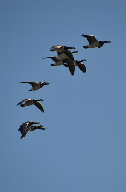 Weißwangengänse (Nonnengänse) über den Salzwiesen St. Peter-Ordings (Foto: Katja Woidtke)