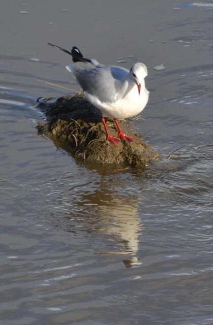 Diese Lachmöwe hat sich einen erhöhten Platz im Priel ausgesucht, um einen guten Blick auf mögliche Beute zu haben.(Foto: Katja Woidtke)