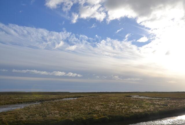 Bei Ebbe finden die Vögel einen reich gedeckten Tisch in den Salzwiesen vor St. Peter-Ording. (Foto: Katja Woidtke)