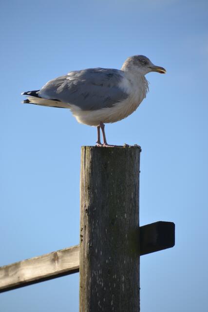 Das Winterkleid der Silbermöwen sieht immer etwas schmutzig aus, dient aber der Tarnung. (Foto: Katja Woidtke)