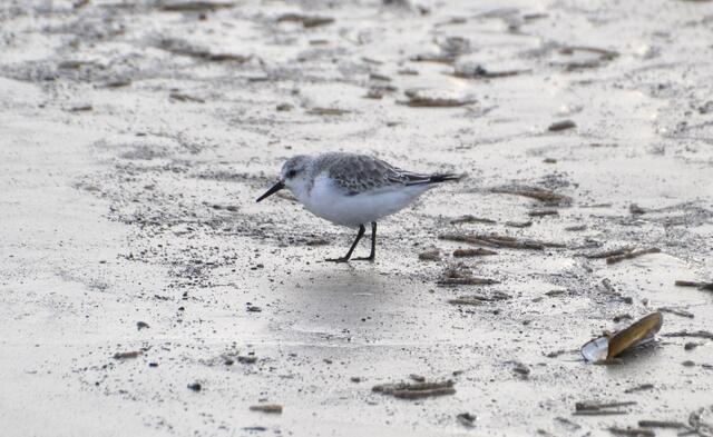 Der Sanderling flitzt mit kleinen Trippelschritten am Strand entlang und weicht blitzschnell den Wellen aus. (Foto: Katja Woidtke)