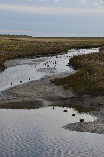 Hier flattert es um die Wette - Salzwiesen vor St. Peter-Ording (Foto: Katja Woidtke)