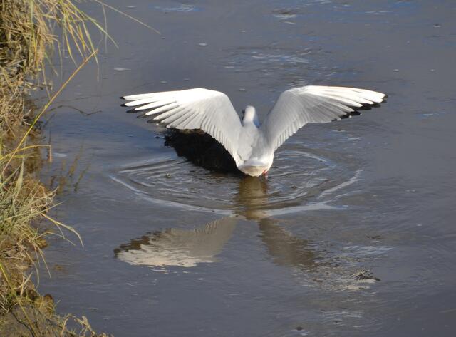 Immer wieder nimmt die Lachmöwe Platz auf dem Erdhäufchen. (Foto: Katja Woidtke)
