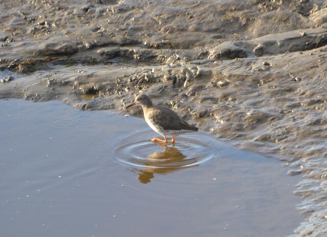 Der Rotschenkel ist in den Salzwiesen auf der Suche nach Nahrung. Er interessiert sich nicht für Pommes oder Fischbrötchen. (Foto: Katja Woidtke)