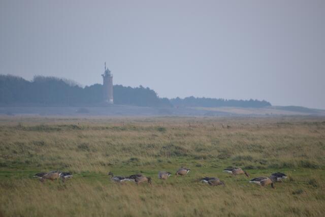 Am Böhler Leuchtturm sind in den Herbstmonaten nur wenig Touristen unterwegs und die Gänse haben die Salzwiesen fast für sich. (Foto: Katja Woidtke)