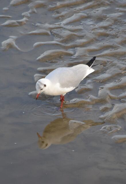 "Wer ist die schönste Möwe im ganzen Land?" (Foto: Katja Woidtke)
