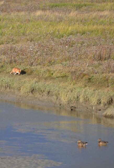 Wer schleicht sich denn hier heran? (Foto: Katja Woidtke)