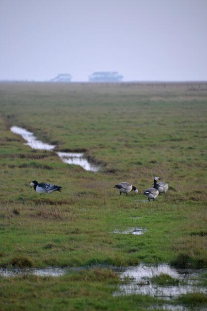 Jedes Jahr im Herbst und Frühjahr sammeln sich die Nonnengänse in den Salzwiesen und auf den Wiesen rund um St. Peter-Ording. (Foto: Katja Woidtke)