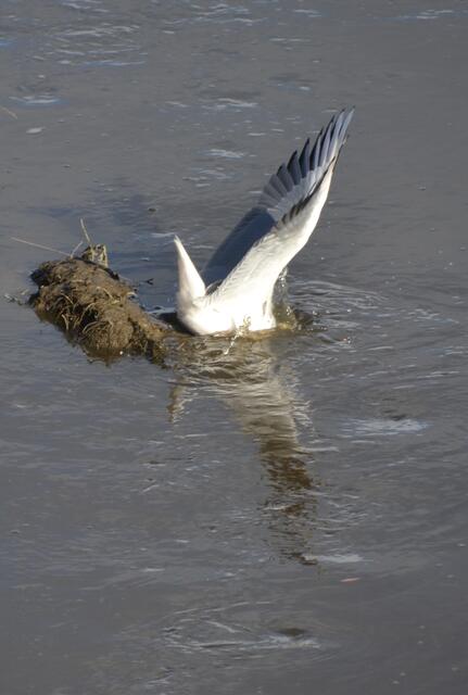 ... und taucht im passenden Moment ab. (Foto: Katja Woidtke)