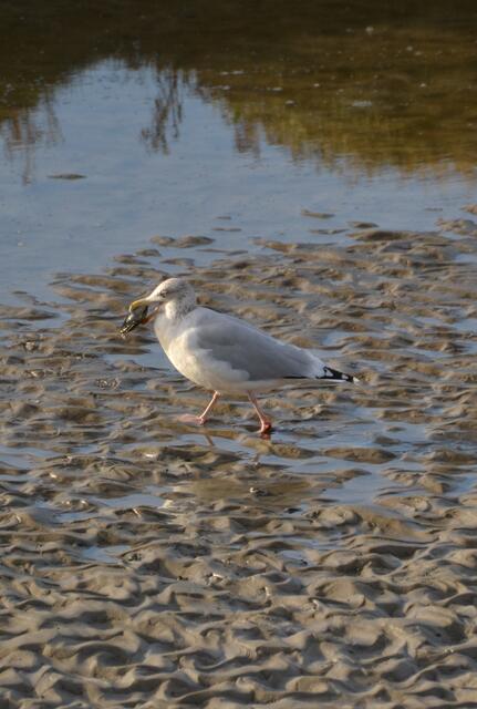 "Alles meins!" Aber die Silbermöwe schafft es nicht, die Muschel zu knacken. (Foto: Katja Woidtke)