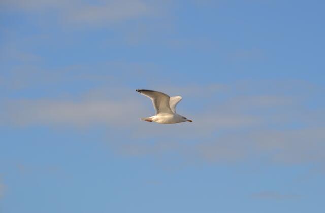 Windschnittig (Foto: Katja Woidtke)