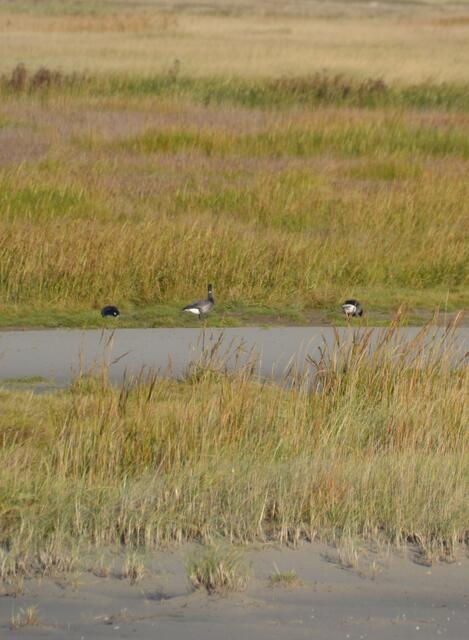Ein schöner Rücken kann auch entzücken - Ringelgänse in den Salzwiesen vor St. Peter-Ording (Foto: Katja Woidtke)