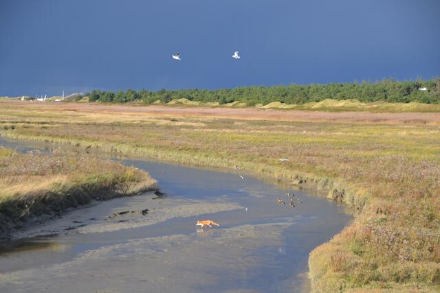 Fast unwirklich erscheint diese Naturbeobachtung vor dem dunklen Himmel voller Regenwolken am Spätnachmittag. (Foto: Katja Woidtke)
