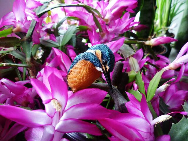 5.11.2012 ... ein Eisvogel zu Besuch !