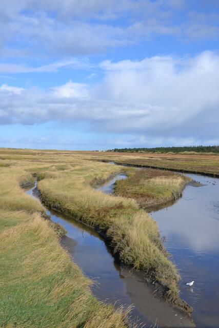 Von der Seebrücke im Ortsteil Bad können die tierischen Bewohner der Salzwiesen beobachtet werden, ohne sie zu stören. (Foto: Katja Woidtke)