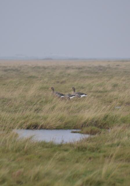 Die Gänse sind in den Salzwiesen kaum zu erkennen. (Foto: Katja Woidtke)