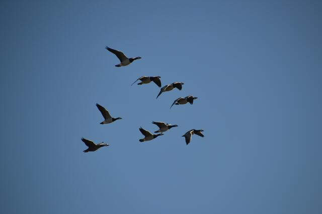 Die Weißwangengänse werden wegen ihres Gefieders auch Nonnengänse genannt. (Foto: Katja Woidtke)
