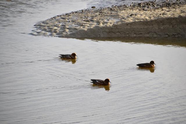 Alle meine Entchen - aber welche? (Foto: Katja Woidtke)