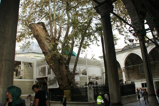 Ein sehr alter Baum im Innenhof, früher war es mit einer Kette verankert, da es immer sich neigte musste man es abschneiden.