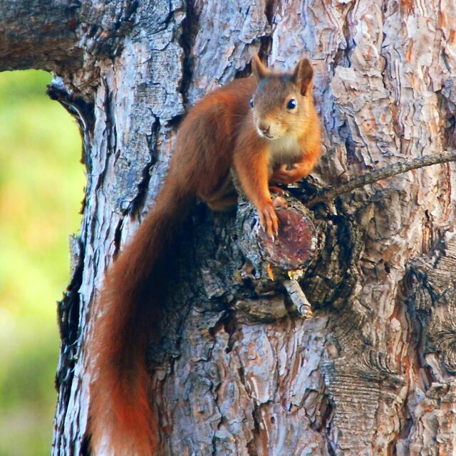 Besuch am Küchenfenster