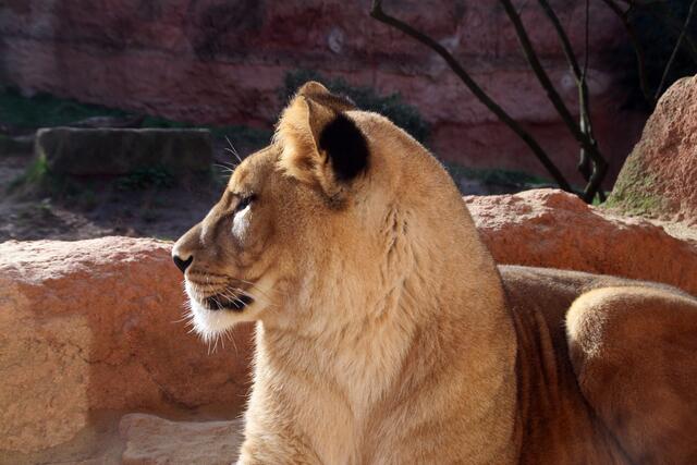 Schwesterchen hält wohl schon wieder Ausschau nach jungen Löwen, ts-ts.