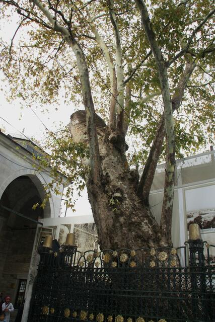 Sich ständig neigender Baum