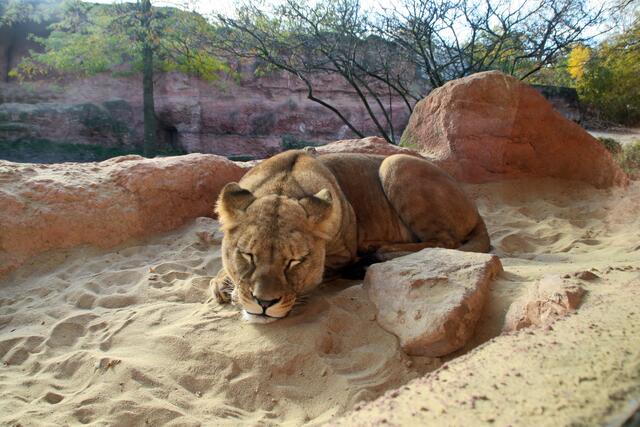 Also, junge Löwen ... naja ...