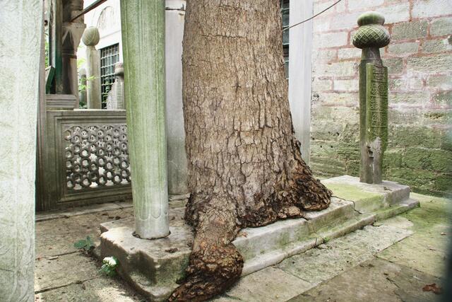 ,,Grab mit Baum"