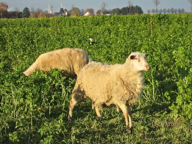 Wir, dein Volk, die Schafe deiner Weide, danken dir ewiglich und verkünden deinen Ruhm für und für.
Psalm 79,13
