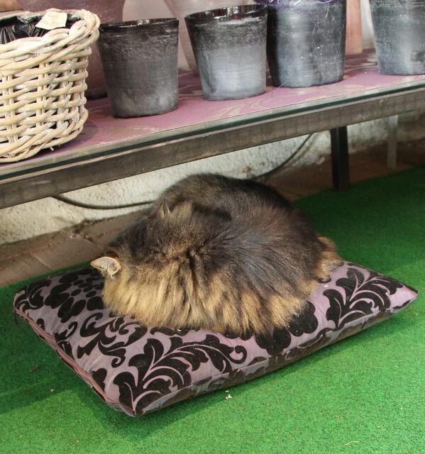 die Katze fühlt sich ebenso wohl